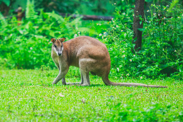 Obraz premium A group of grey kangaroo among the green trees ,a close-up portrait of wallaby, the kangaroo family