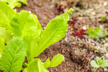 Agricultural field with green leaf lettuce salad on garden bed in vegetable field. Gardening background with green lettuce plants. Organic health food vegan vegetarian diet concept