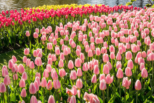 Field of tulips on lake shore