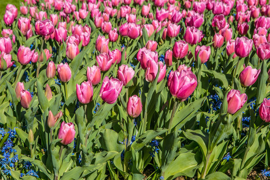 Dark Pink tulip head