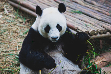 Obraz premium Image of a chinese panda bear eating bambusa looking in camera on nature background