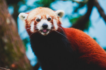 Fototapeta premium Chinese Red panda, lesser panda, the red bear-cat bear eating bambusa looking in camera on nature background