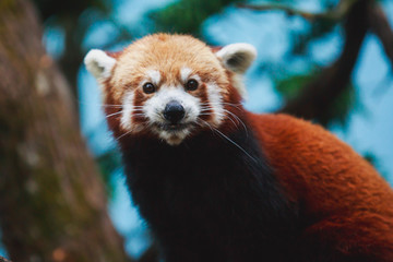 Chinese Red panda, lesser panda, the red bear-cat bear eating bambusa looking in camera on nature background
