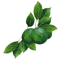 Hand drawn green fresh lime fruit with leaves painted in watercolor