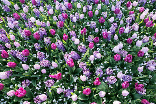 Flowers head of tulips and hyacinth