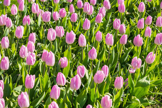 Pink tulip heads