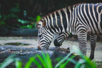 Fototapeta na wymiar A close-up potrait of zebra with natural background
