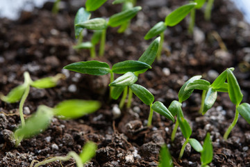 green sprout seedlings. spring season. plant cultivation.