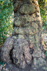 bark of a tree
