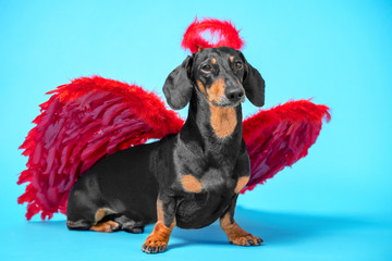 Cute black and tan dachshund sitting on bright blue background with crimson red feathered wings on...