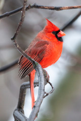 Cardinal