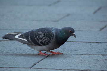 Piccione