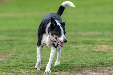 Mixed breed Australian Shepard dog running at dog park with great enthusiasm showing in eyes.