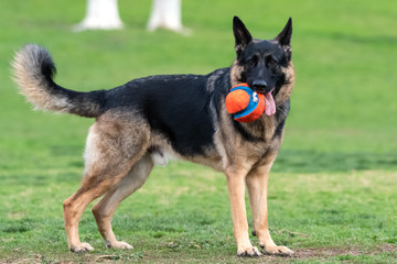 Large and magnificent German Shepard dog holding toy ball in mouth while looking across the grassy dog park.