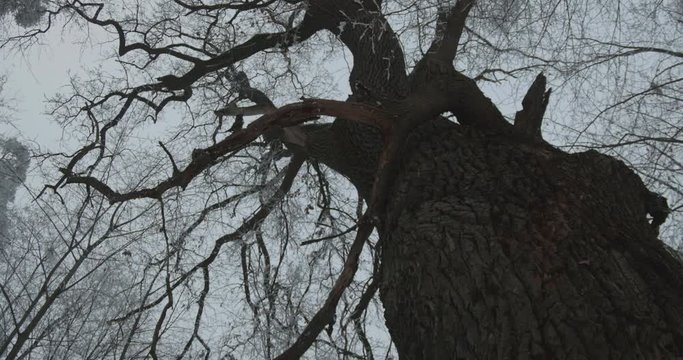 Eerie Tree in Snowy Forest