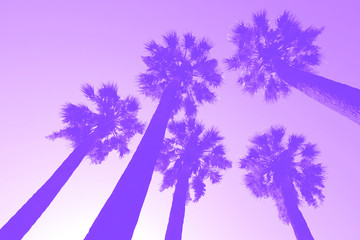 Fototapeta premium palm trees from under - tinted in purple