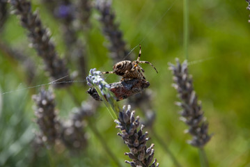 spider pulls its prey