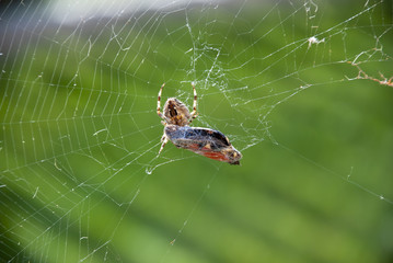spider wraps its prey