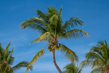 Tropical green palm tree fronds and clear blue sky