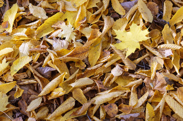 Yellow and red leaves of trees. Background of autumn leaves.