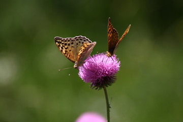 Mariposas sobre flores silvestres con fondo desenfocado