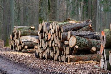 A pile of wood arranged along a forest road. Wood prepared for export.