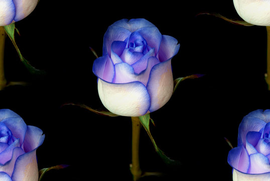 Blue rose flower on black background. Seamless background. 