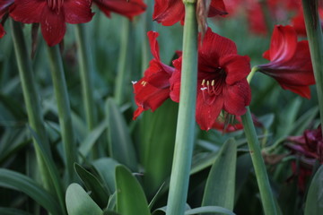 Naklejka premium red tulips in the garden