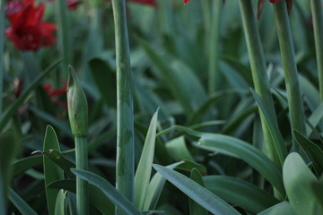 flowers in the garden