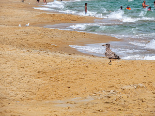  Pacific Gull On Beach