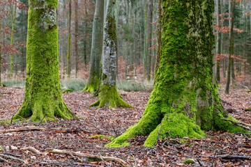 Tree trunk overgrown with moss. Old trees in deciduous forest.