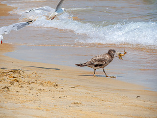  Pacific Gull Retreats