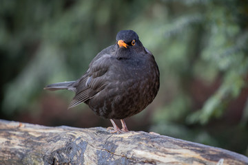 close up of blackbird in wintertime