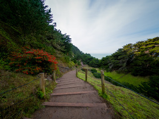 Steps on a walking trail at Land's End in San Francisco
