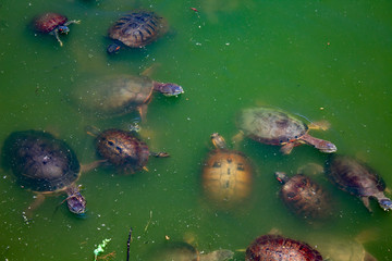 Várias espécies de tartarugas nadando no lago de água  verde, Tartaruga de ouvido vermelho, Tartaruga de orelha amarela, Tartaruga nariz de porco, nadando no Lago violão da cidade de Torres, Brasil 