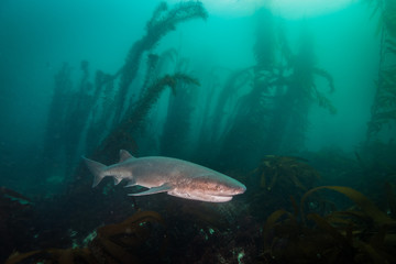 A prehistoric looking sevengill shark swims through a kelp forest