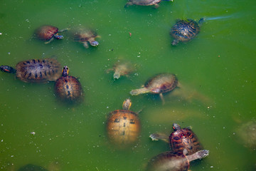Várias especíes de tartarugas nadando no lago de água  verde, Tartaruga de ouvido vermelho, Tartaruga de orelha amarela, Tartaruga nariz de porco. Lago violão da cidade de Torres, Brasil 