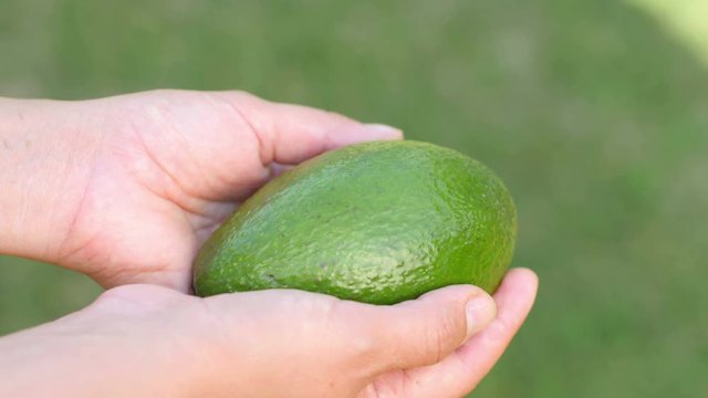 Hands holding a fresh avocado. Fresh vegetables and fruits concept.