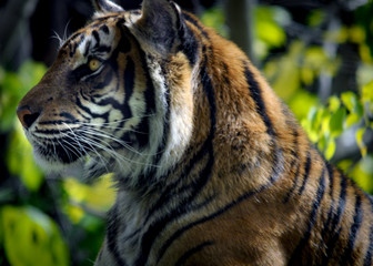Bengal tiger, large feline species in danger of extinction sitting on the grass January 2020