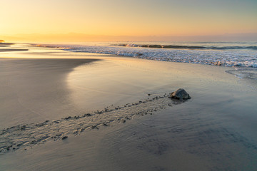 Olive ridley sea turtle returning to the ocean