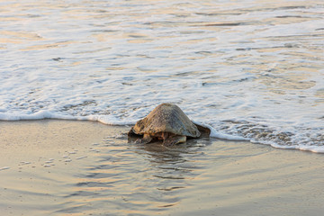 Olive ridley sea turtle returning to the ocean