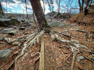 Sprawling Sycamore