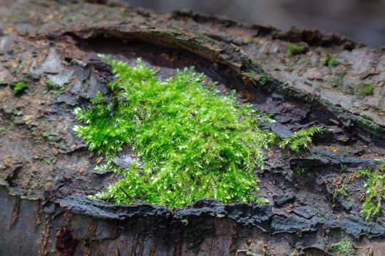 Dicranella heteromalla moss growing on the branch in the forest
