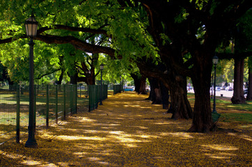 Yellow flowers spread all over the streets at Buenos Aires city park