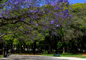 The best nap is under a Jacaranda tree in Buenos Aires City Park. Relax moment. Big and amazing jacaranda tree