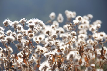 dandelion seeds of sunflower