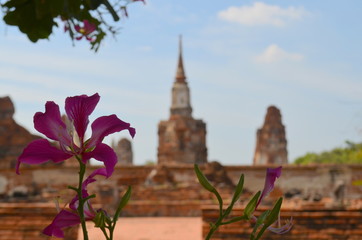 Fototapeta premium Purple Bauhinia isolated flower, background with old Buddhist asian temple in Thailand.