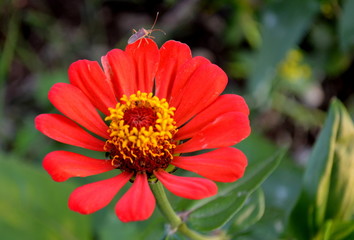 Insect over Red Zinnia elegans in garden