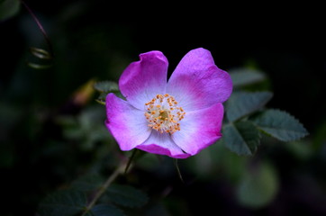 Rosehip flower famous for its skin benefits. Rosa rubiginosa.Musk flower.