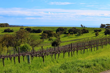Fototapeta premium vineyard in south australia